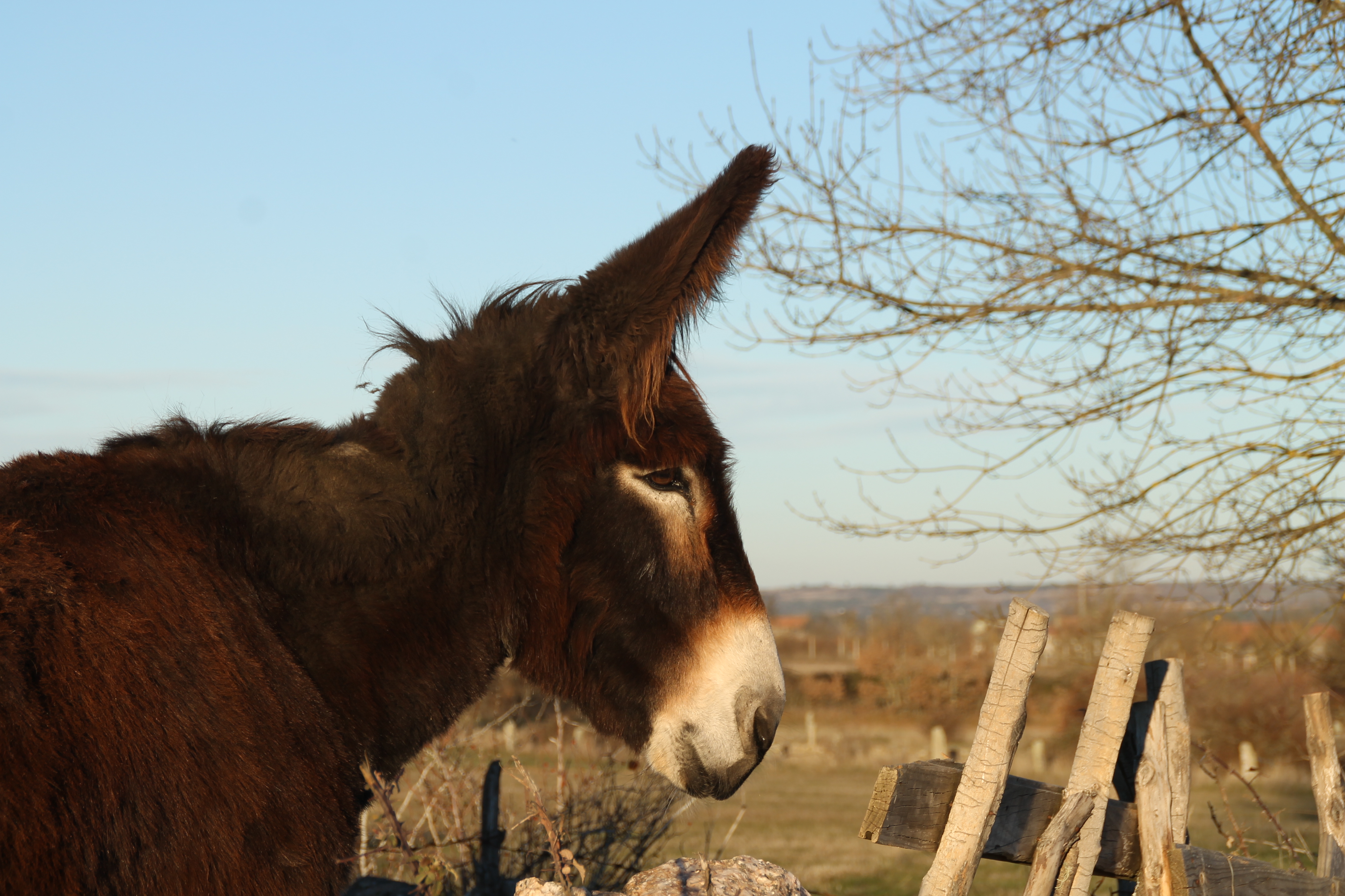 Foto da actividade: Visitar los burros mirandeses