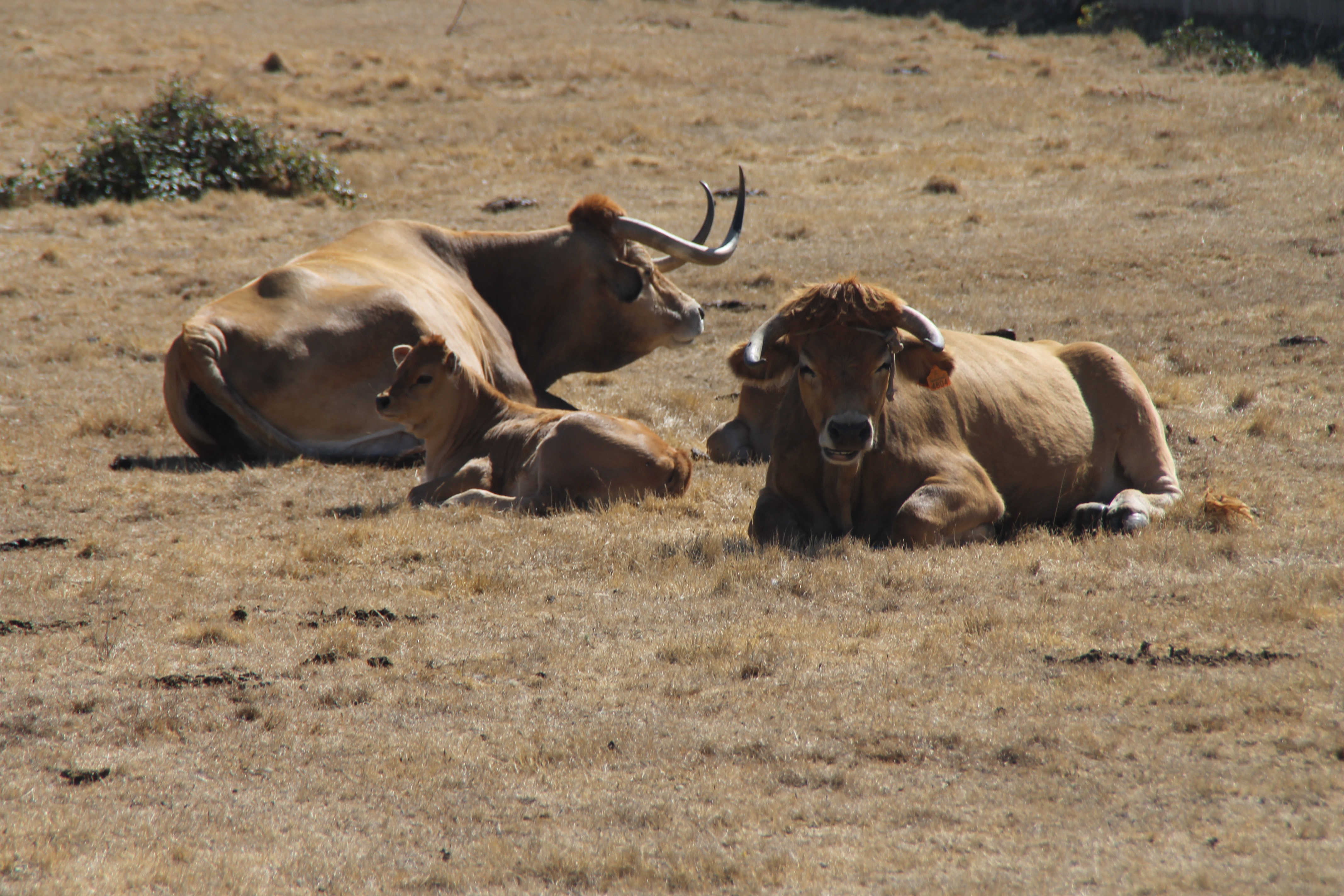 Centro de valorizaçon de las raças autóctones de la region: la baca mirandesa i la canhonas churra galega