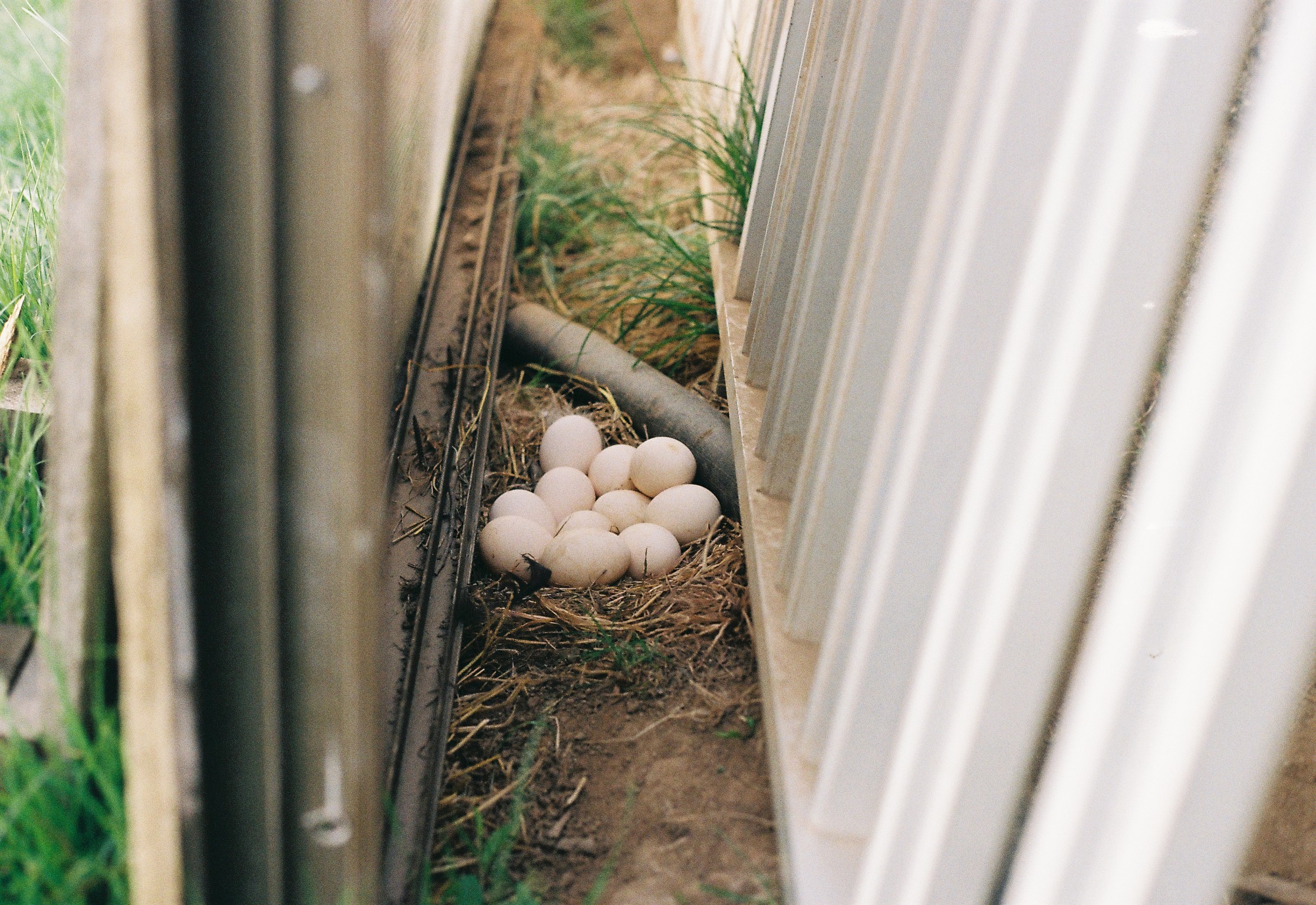 Foto da actividade: Visitar gallinero